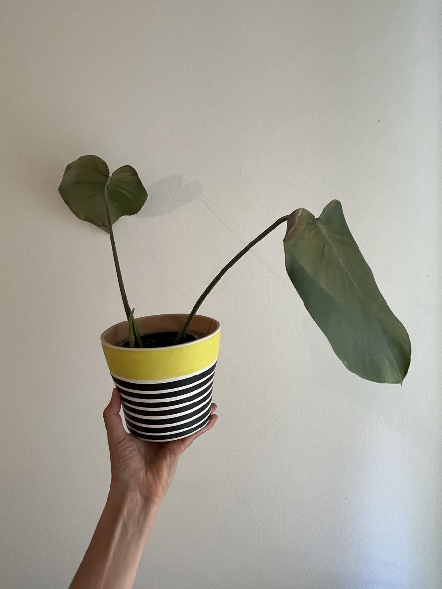 Piante & sementi: Monstera Setzling mit Topf – Nuovo (secondo la descrizione) da Zürich venduto da vintage_for_you