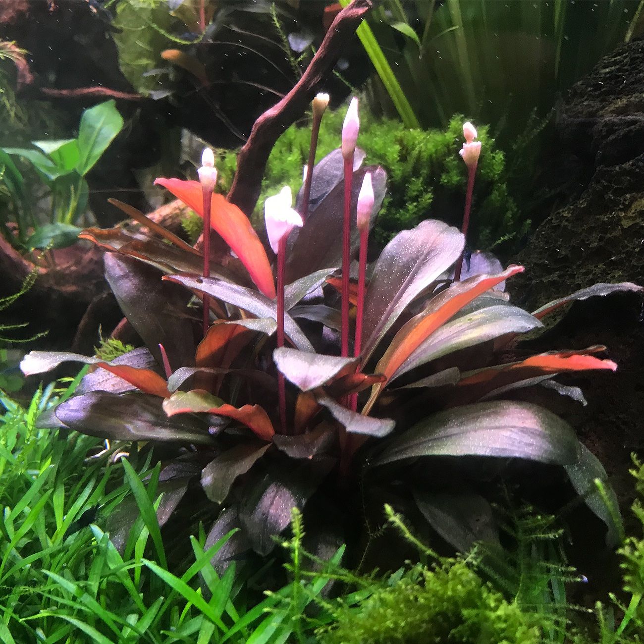Pflanzen & Samen: Bucephalandra serimbu brown – Gebraucht aus Winterthur von Aquascaper321