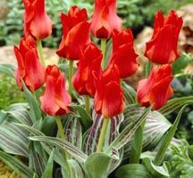15 zwiebeln Tulpe "Rotkäppchen"⚘️ 15 bulbes Tulipe Chaperon