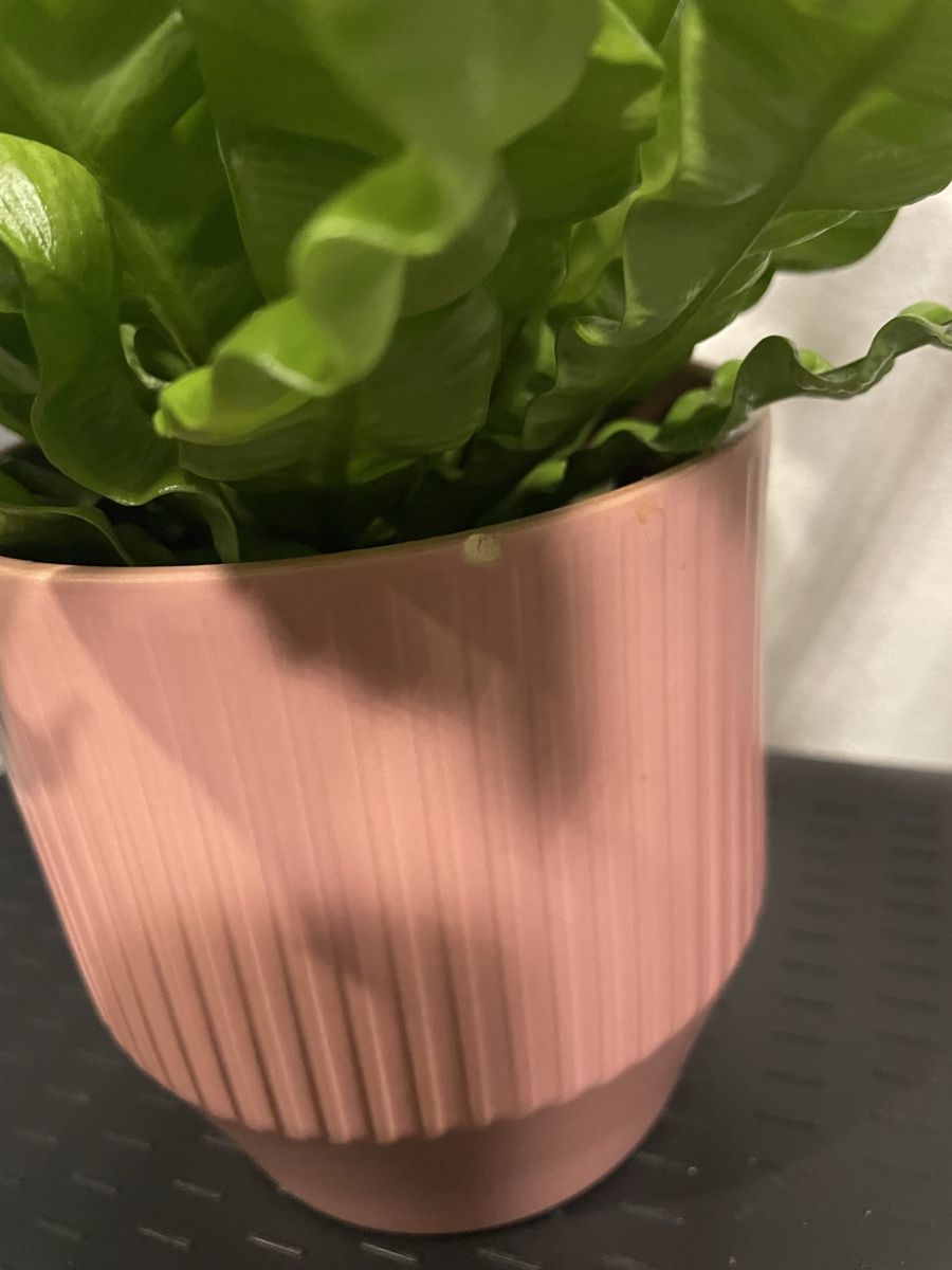 Piante & sementi: Asplenium nidus, cute plant with pot – Usato da Uster venduto da momogarden 4
