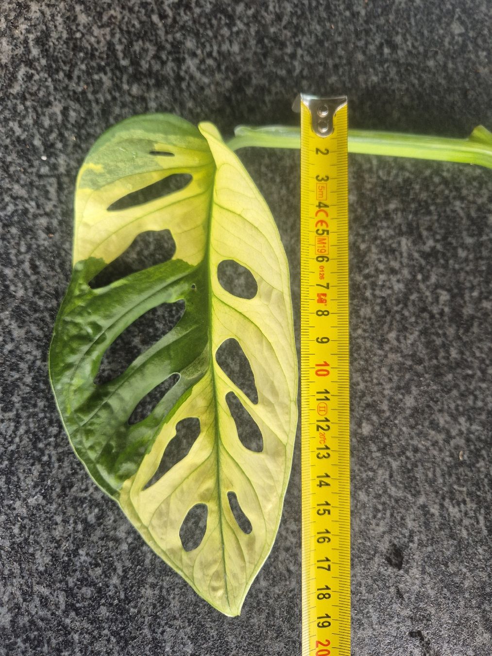 Piante & sementi: Monstera Adansonii Variegata Steckling – Usato da Urtenen-Schönbühl venduto da Pflanzenherberge