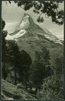 1947_AK_Matterhorn; Blick aus dem Arvenwald der Riffelalp