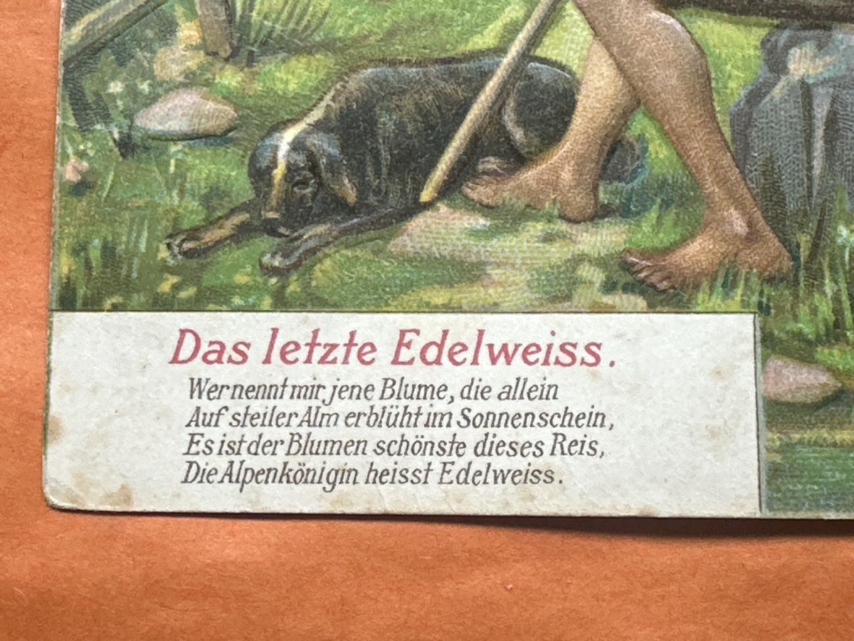 Ansichtskarten: Antike Ansichtskarten aus Österreich 1908. Das letzte Edelwe – Gebraucht aus Zürich von Chaeffeler 2
