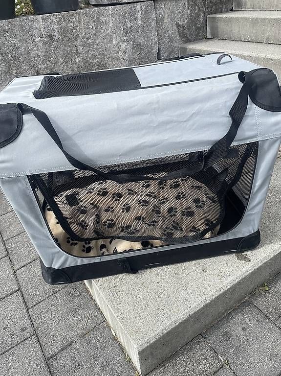 Gabbie, trasporto & Sicurezza: Hundebox Stoff – Usato da Stettfurt venduto da soeins 1