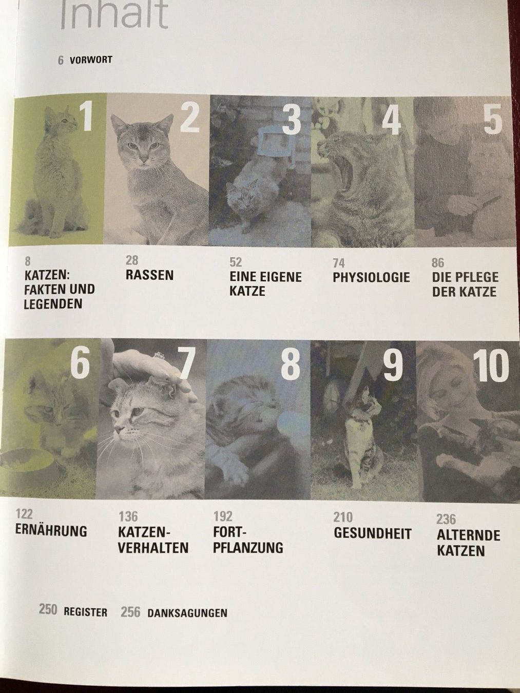 Libri: Katzen – Usato da Arth venduto da Vrecam51 1