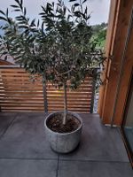 Olivenbaum im Topf Baril hellgrau