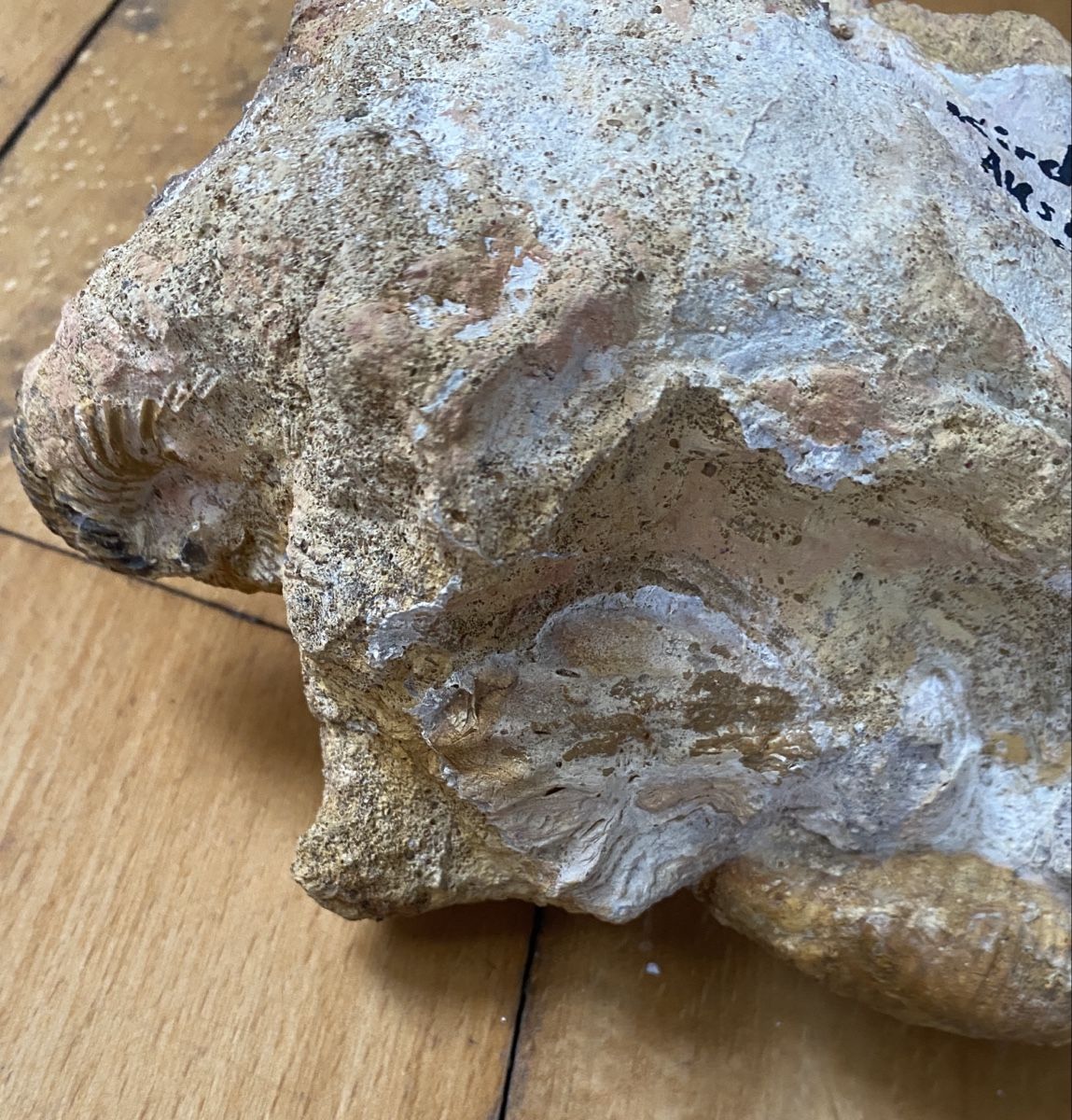 Fossili: Fossilienstufe sehr selten – Usato da Liestal venduto da Stephanoceras1 4