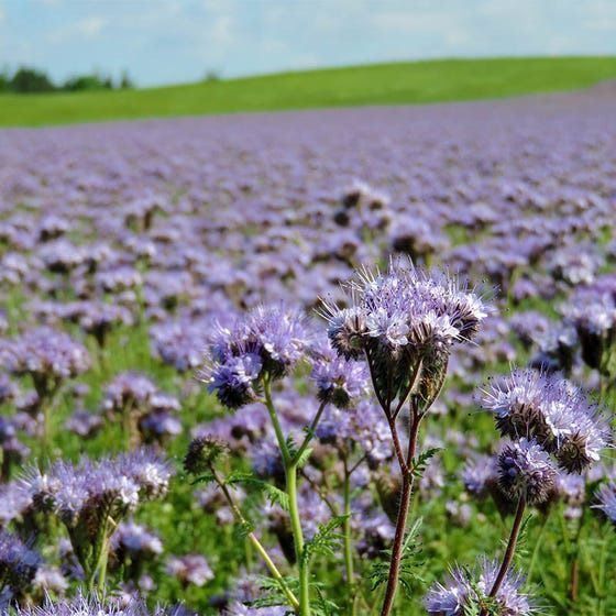 Piante & sementi: 1000 Samen Phacelia Blume – Nuovo (secondo la descrizione) da Ehrendingen venduto da VerveinaSamen 5