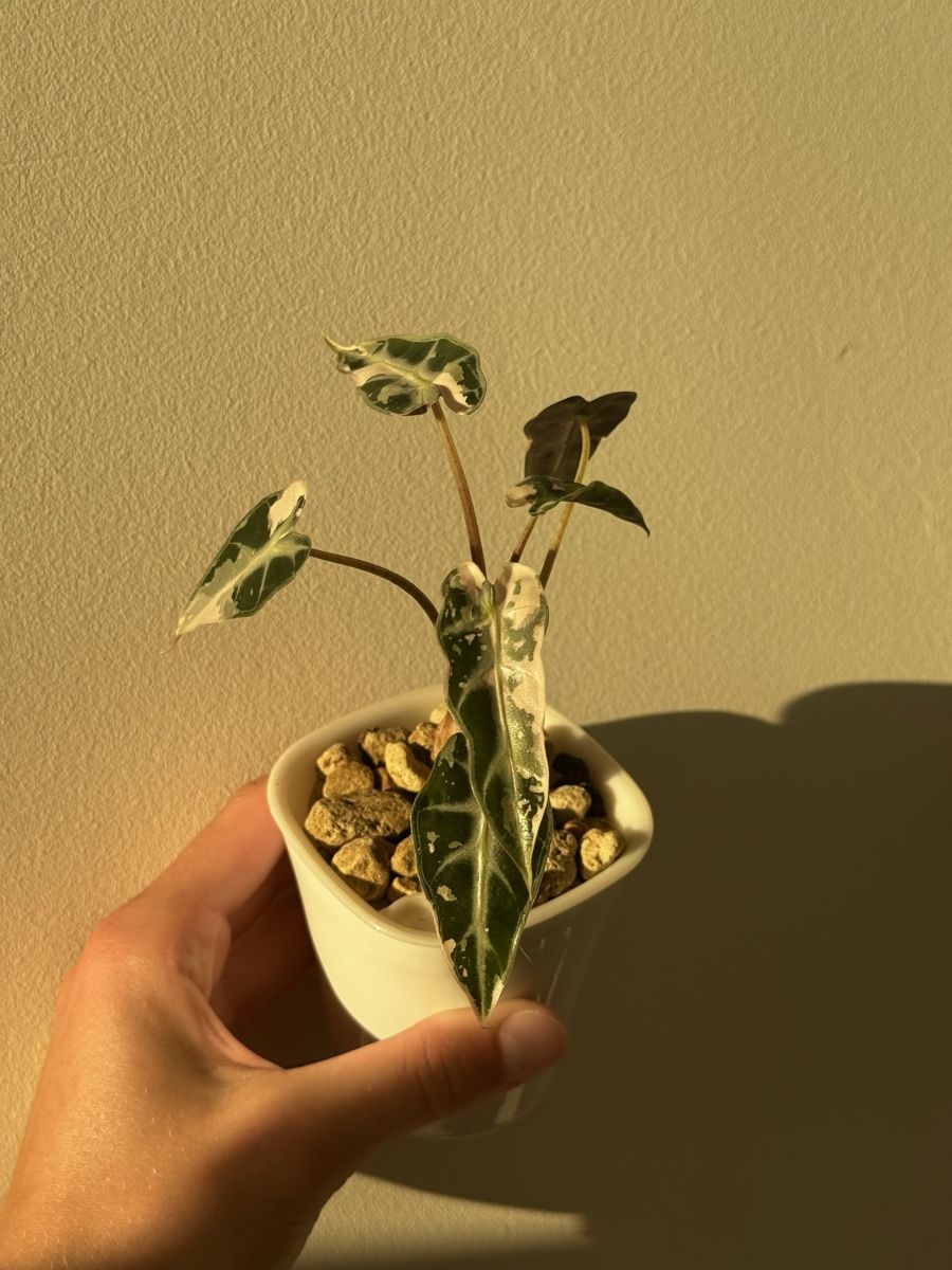 Plantes & graines: Alocasia bambino pink – D'occasion à Bachenbülach par csp_6rns 1