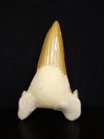 Versteinerter Fisch Fossil HAIFISCH HAIFISCHZAHN MAROKKO 7cm