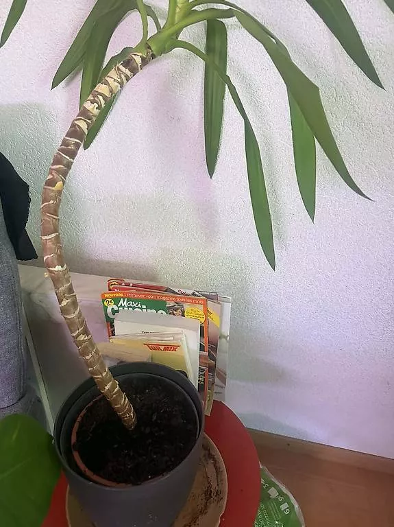 Piante & sementi: Yucca robuste – Usato da torgon venduto da gucci39 2