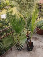 Petticoat-Palme - Washingtonia filifera - 3 Pflanzen