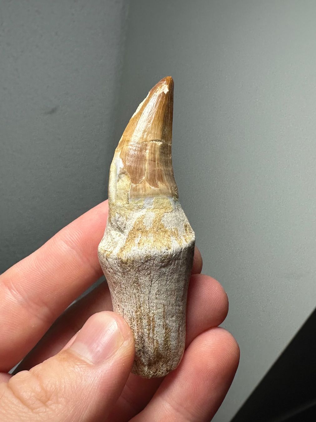 Fossilien: Fossiler Mosasaurus sp. Zahn inkl. Wurzel – Gebraucht aus Lutzenberg von CS65 7