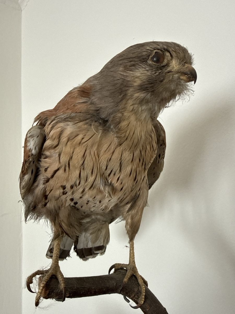 Monde des animaux: Präparat Falke – D'occasion à Basel par Ramses1179 3