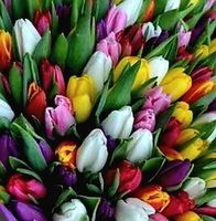 20 zwiebeln Tulpen MIX  20 bulbes Tulipes MIX ⚘️  20 bulb‪‪