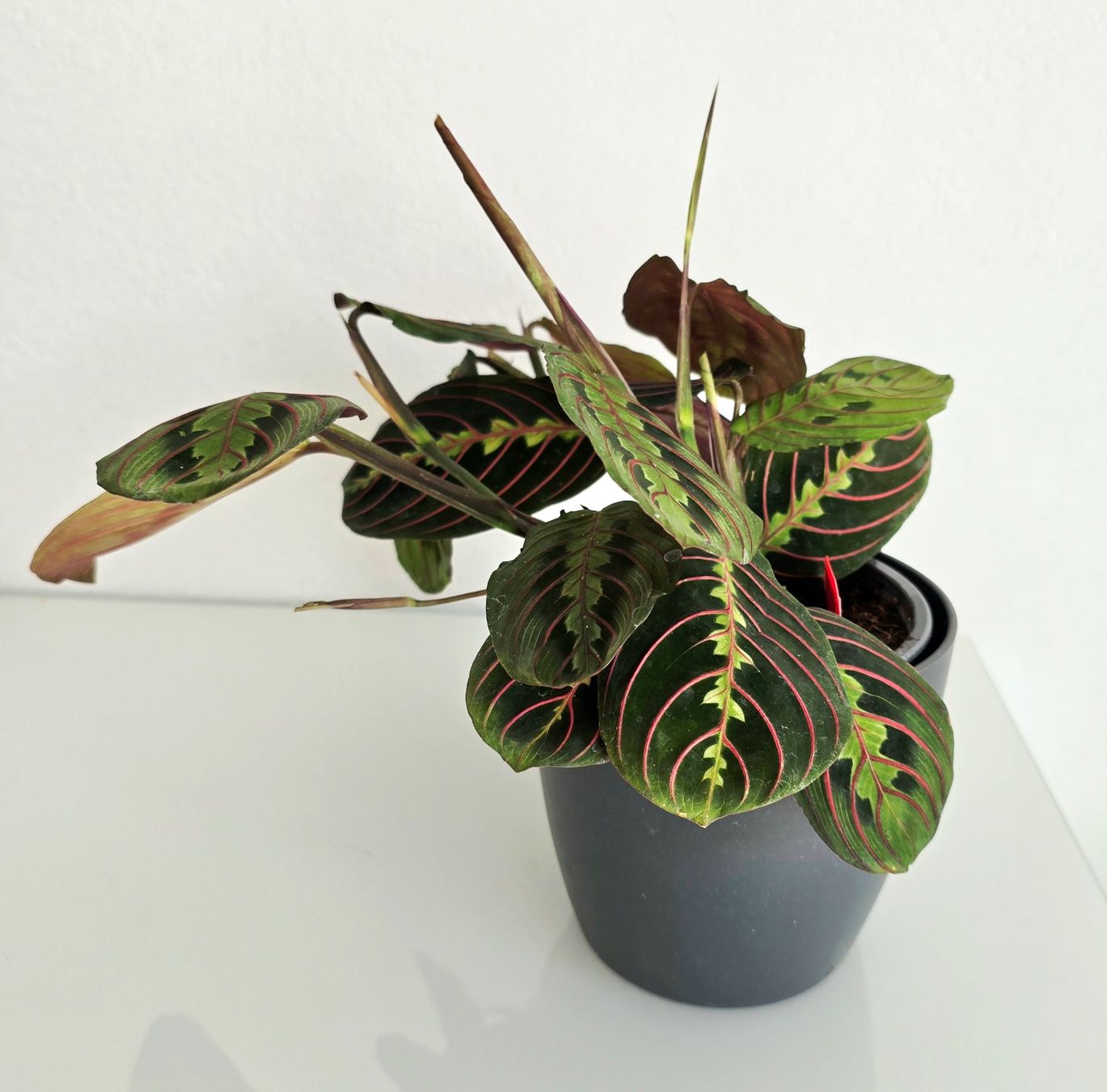 Plantes & graines: Wunderschöne Maranta leuconeura 'Fascinator' (Gebetspflanze) – Neuf (Voir description) à Aarburg par Glitzerschein 2