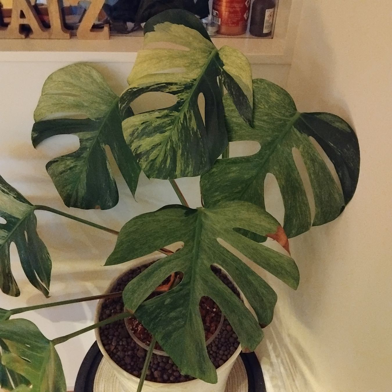 Monstera deli. 'Mint' - Teilstck mit Austrieb (Gebraucht) in Stein AR fr  CHF 68  mit Lieferung auf Ricardo kaufen