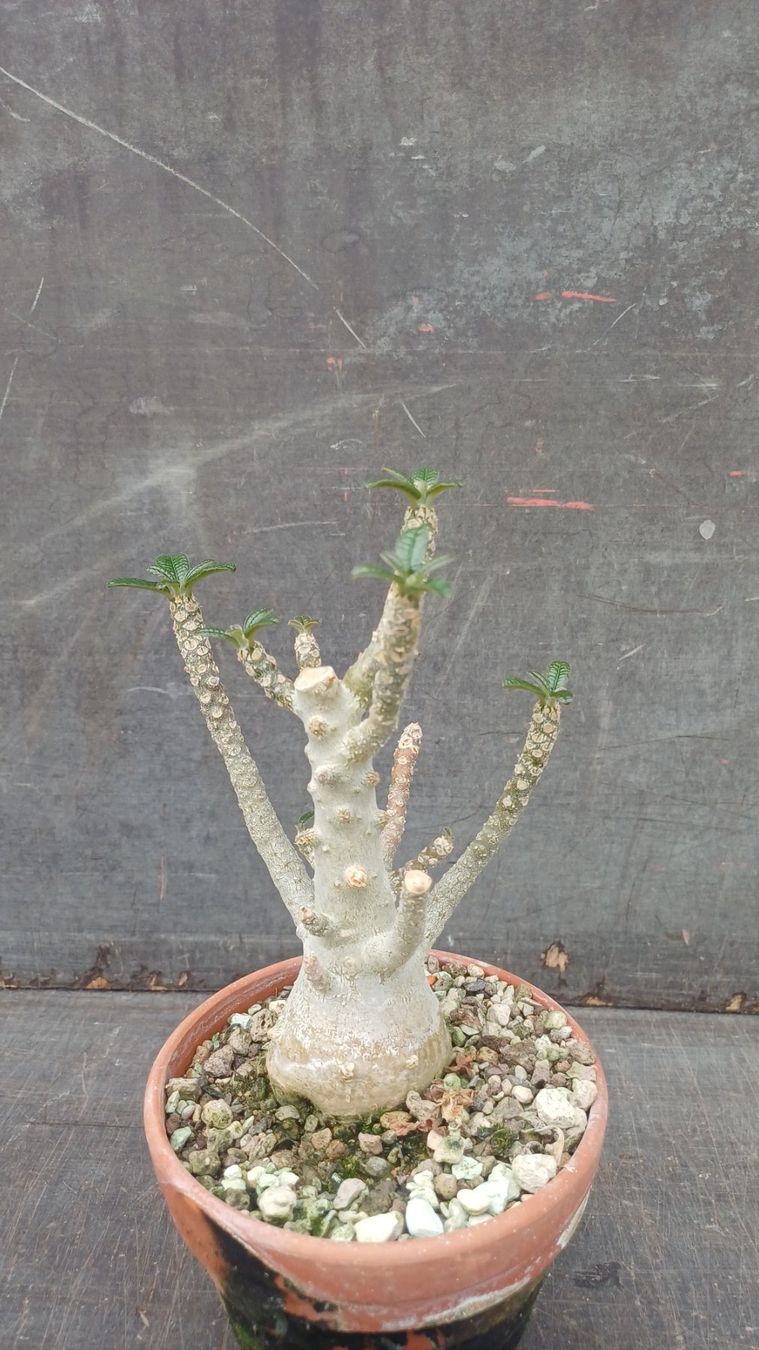 Pflanzen & Samen: Dorstenia gigas – Gebraucht aus Neftenbach von QuiQuo 4