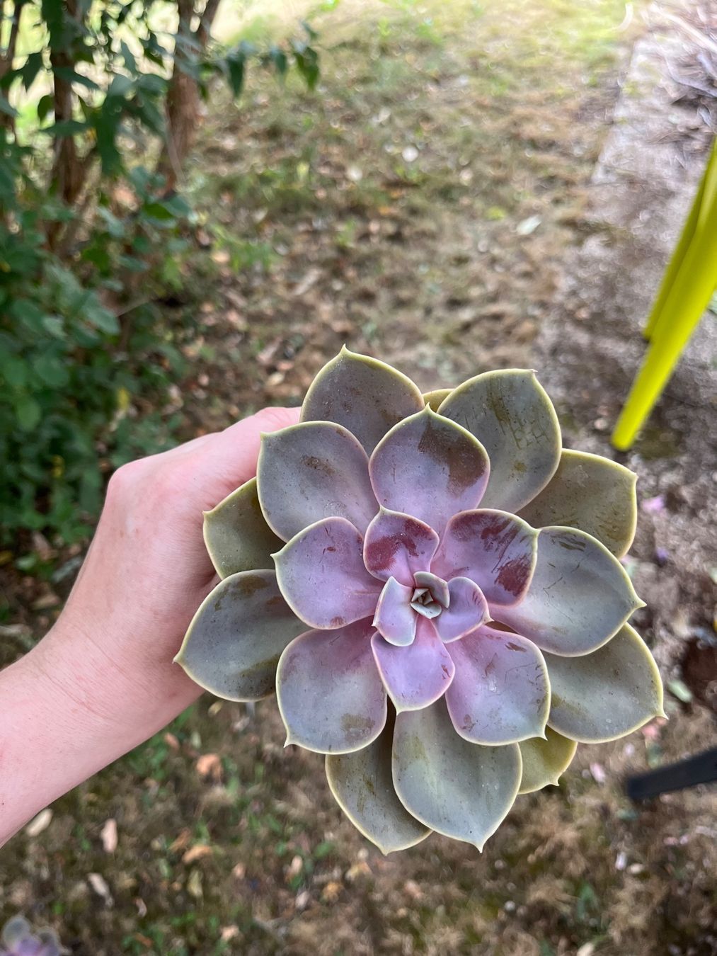 Pflanzen & Samen: Belle echeveria – Gebraucht aus Porrentruy von Madamebovary