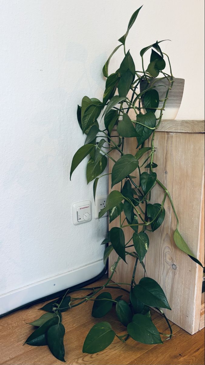 Plantes & graines: Efeutute gross – D'occasion à Zürich par keegstra