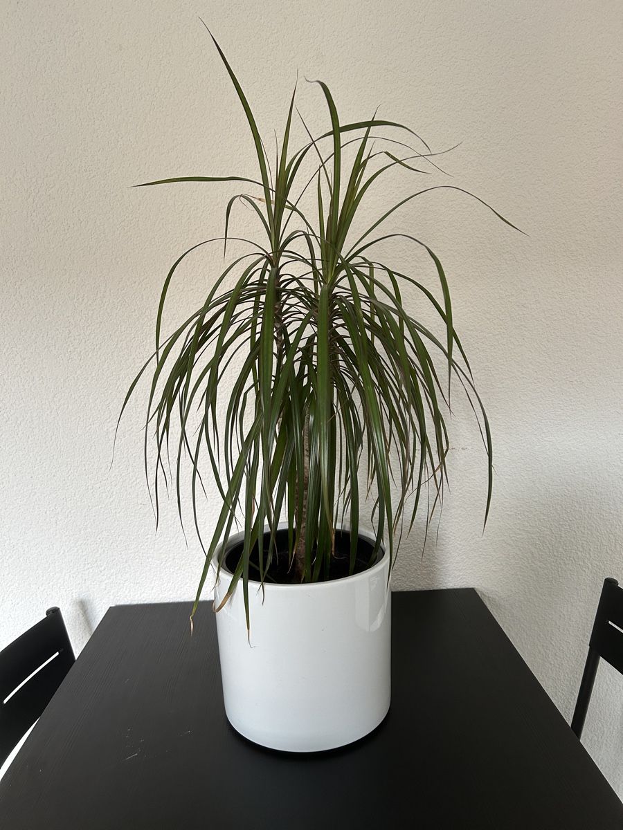 Piante & sementi: Drachenbaum (Dracaena marginata) – Usato da Bern venduto da lisuuu
