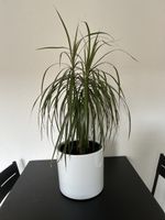 Drachenbaum (Dracaena marginata)