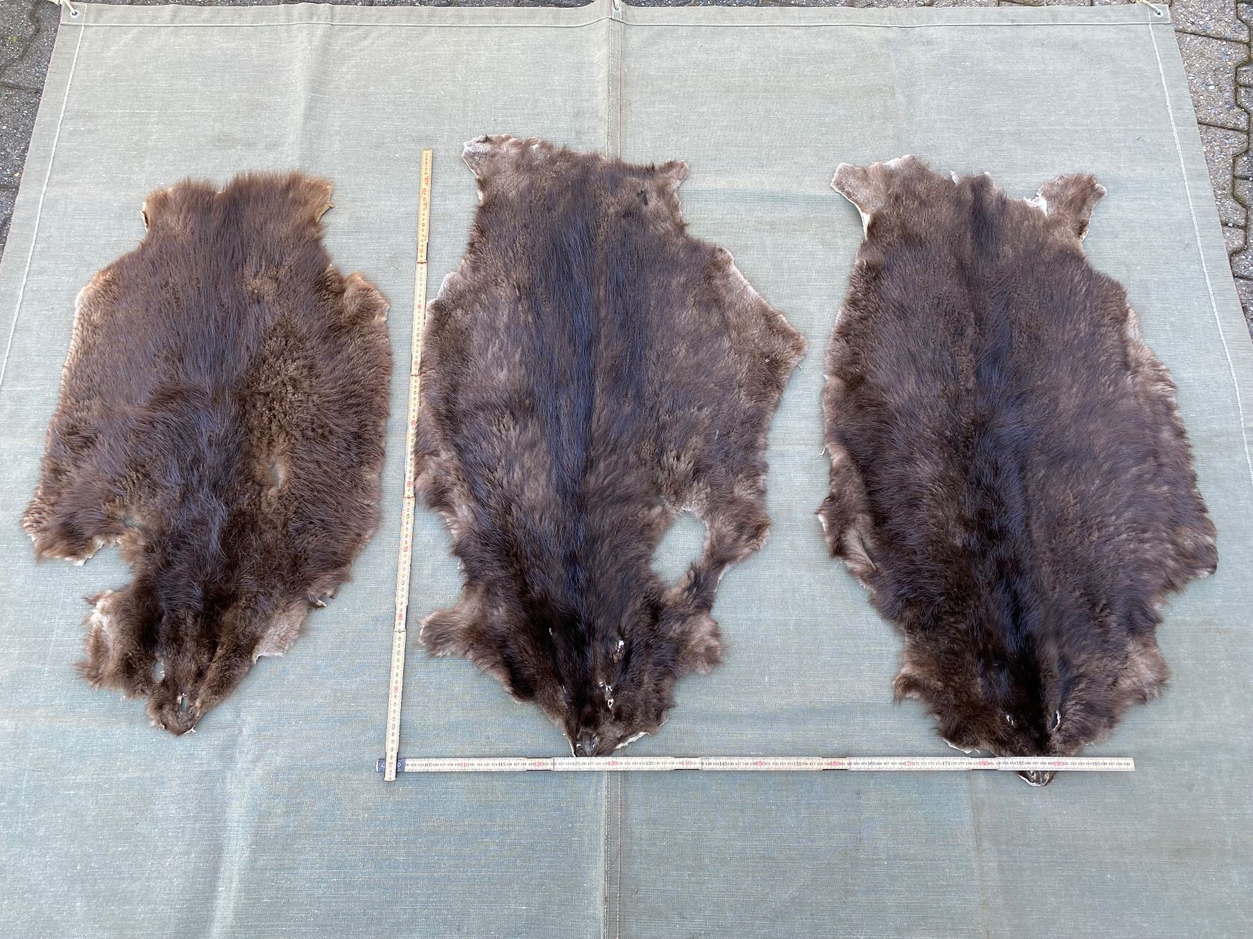 Il mondo degli animali: 3 schöne gegerbte Biberfelle – Usato da Feldbach venduto da Olive1 9