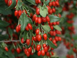 Goji-Beere - Lycium barbarum - 75 Samen