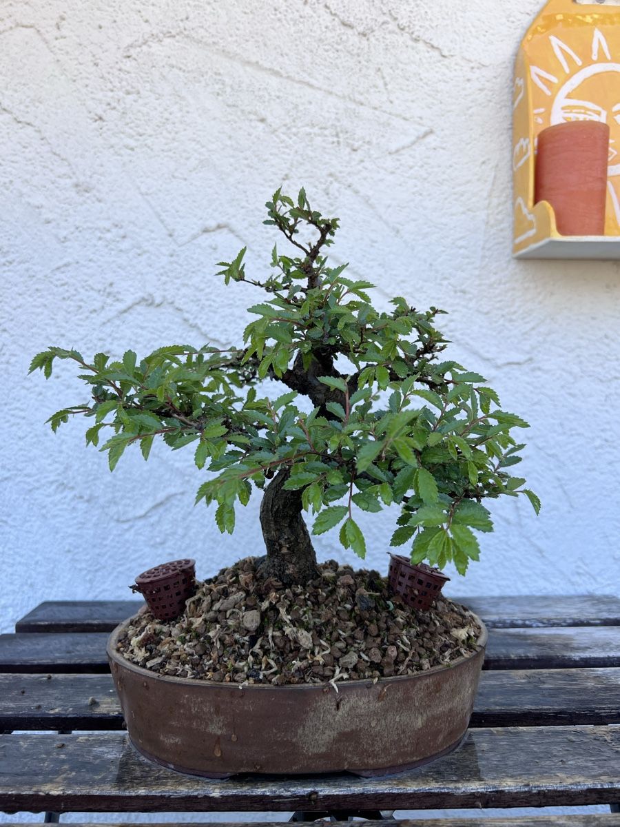 Piante & sementi: Chinese Elm Bonsai – Usato da Genève venduto da dan_tt69 1