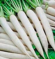 Ab 5.- fr !!! Langer weißer Rettich "DAIKON" 10 Samen‪