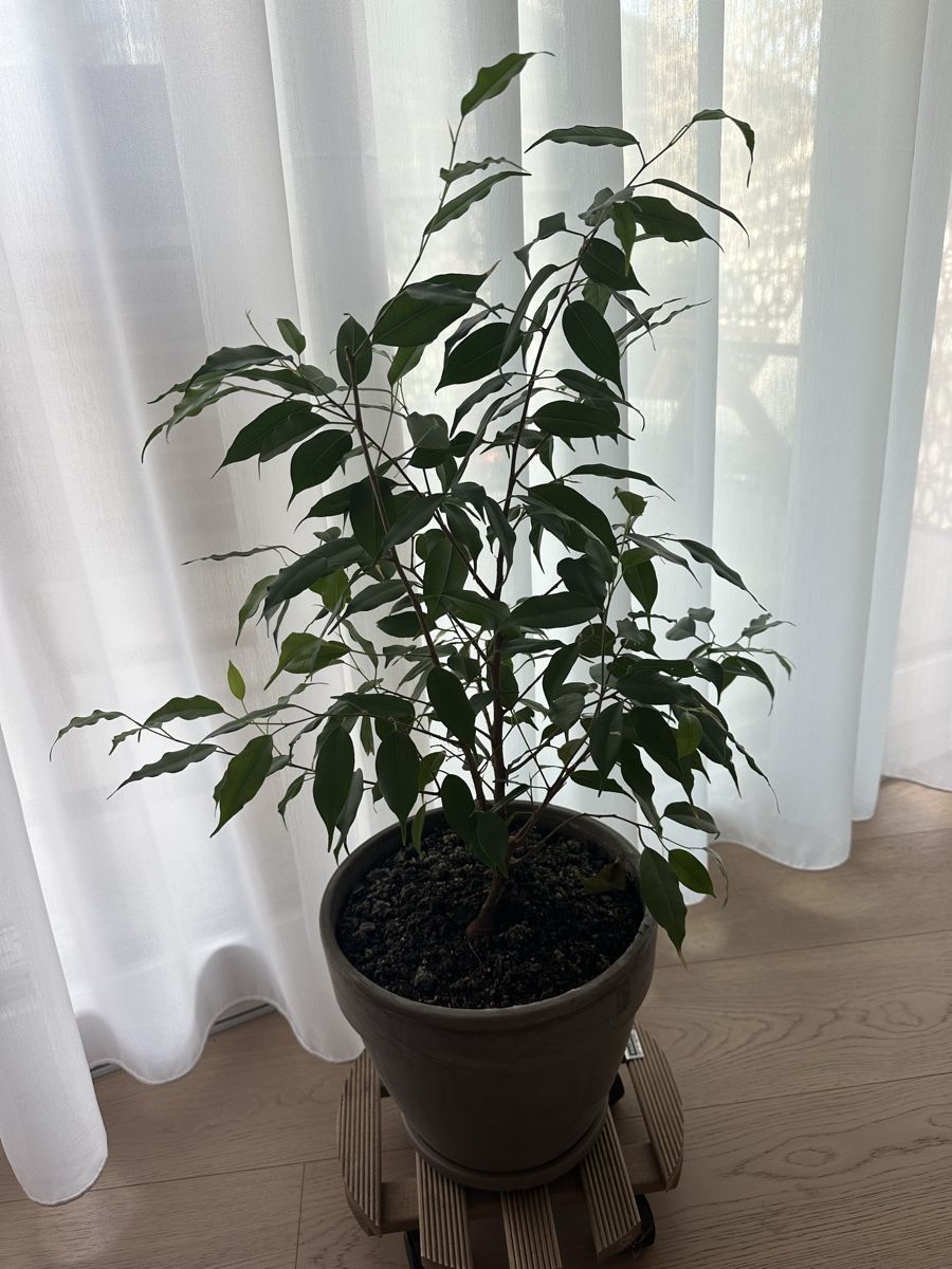 Piante & sementi: Ficus benjamina in Topf – Usato da Chur venduto da sar_l5cn 1