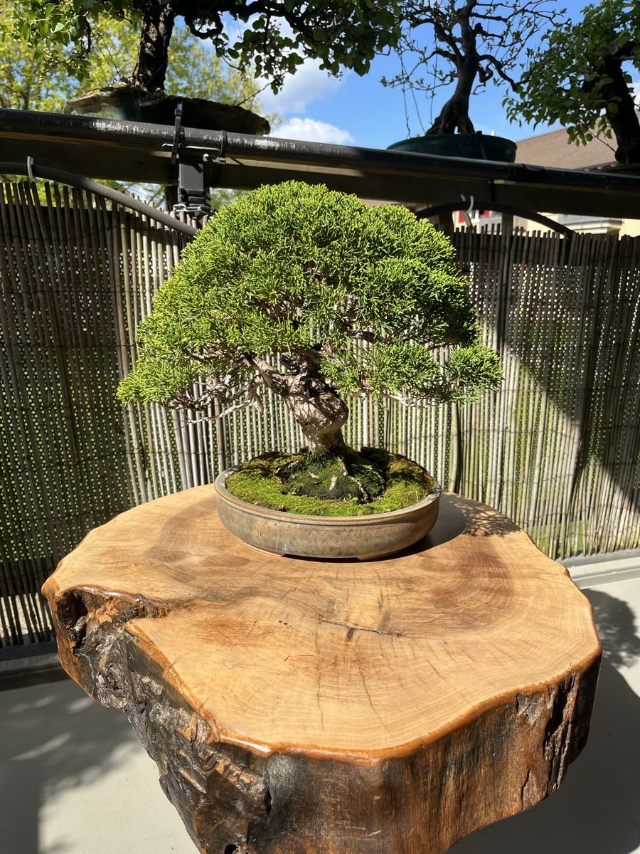 Piante & sementi: bonsai shoin, juniperus chinesis itoigawa – Usato da Lengnau BE venduto da Meij 5