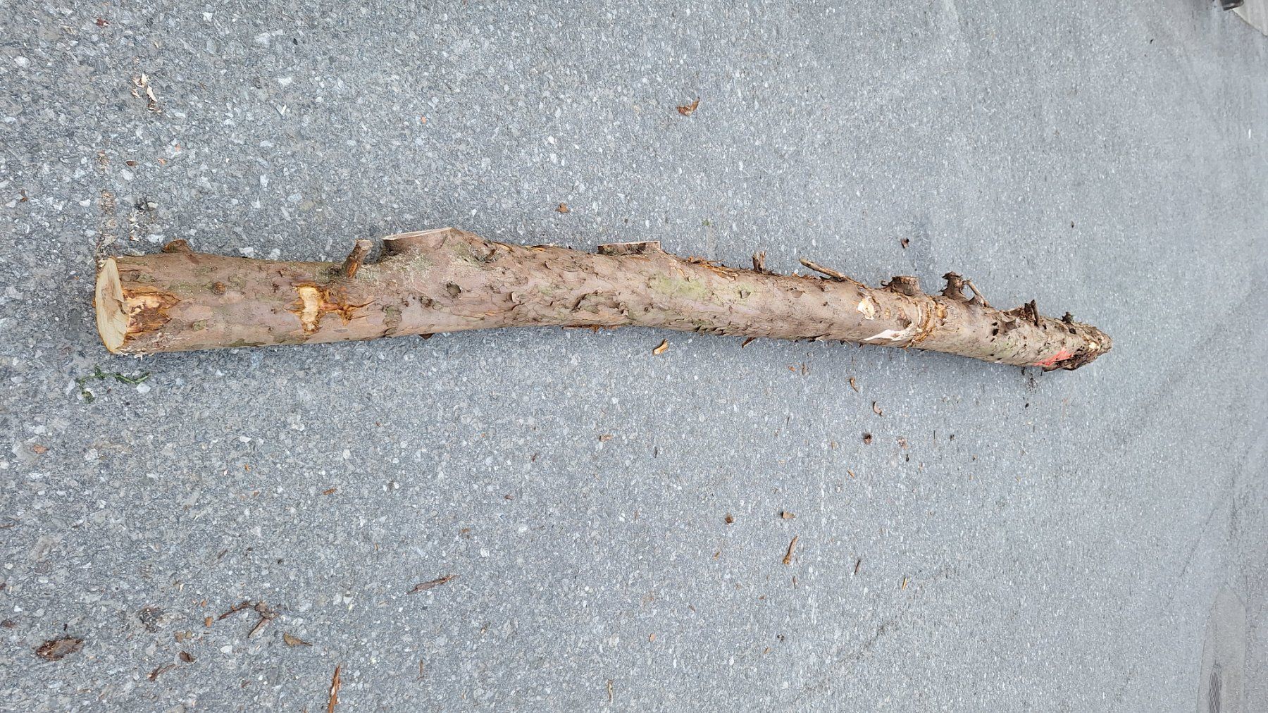 Articoli in legno: Eibe  Eibenholz Eibenstamm Holz drechseln Pfeilbogenholz – Nuovo (secondo la descrizione) da Bilten venduto da Claas10 2