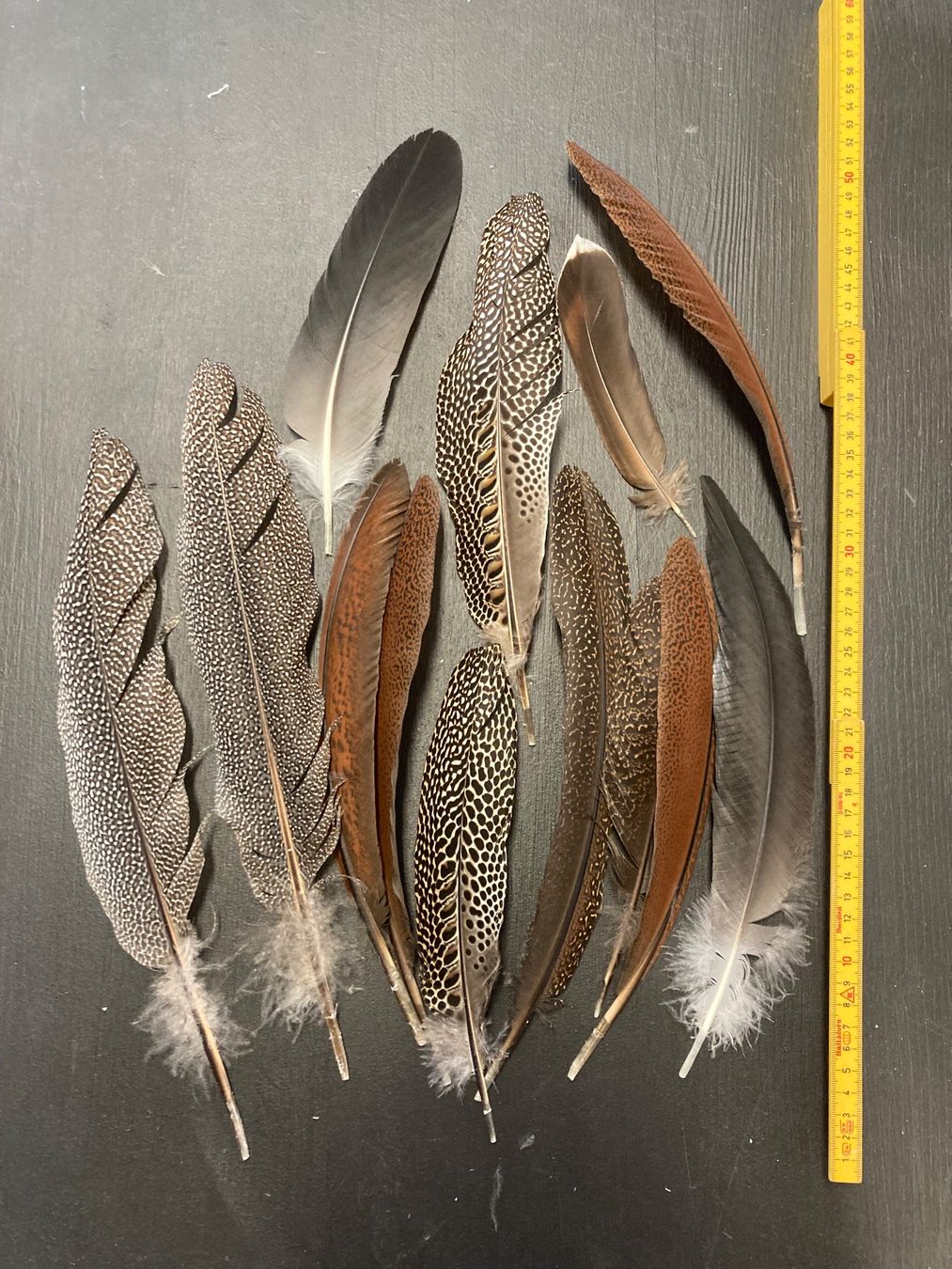 Welt der Tiere: Diverse Federn – Gebraucht aus Grosswangen von arum01