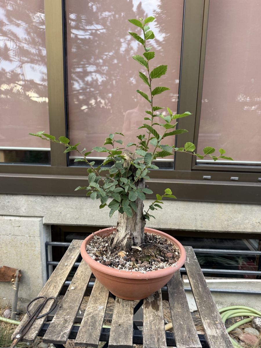 Piante & sementi: Hainbuchen Rohling Bonsai – Usato da Suhr venduto da BonsaiGutzi 3