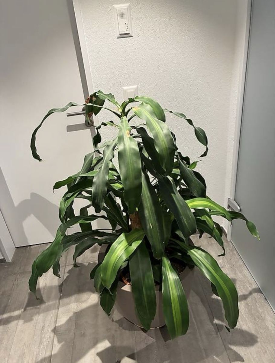 Piante & sementi: Drachenbaum Zimmerpflanze – Usato da Gelterkinden venduto da Kikierenda 1