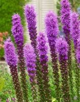 10 Zwiebeln LIATRIS BLAU Garten Pflanze + Infos Pflegen