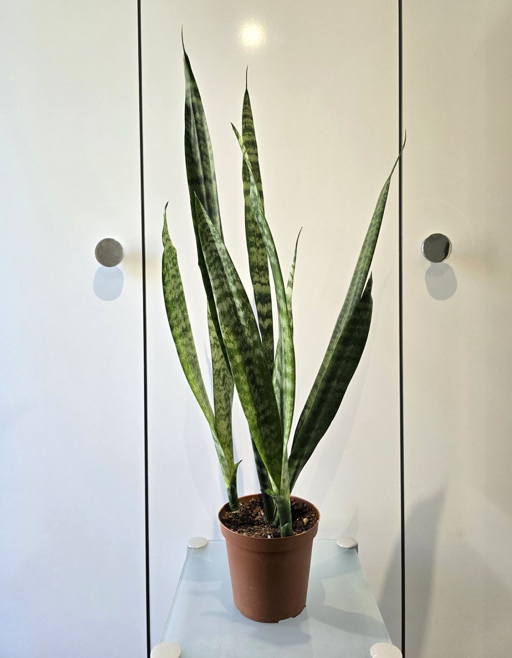 Piante & sementi: Pflanze Sansevieria / Bogenhanf 82 cm – Usato da Oetwil an der Limmat venduto da dhantal 8