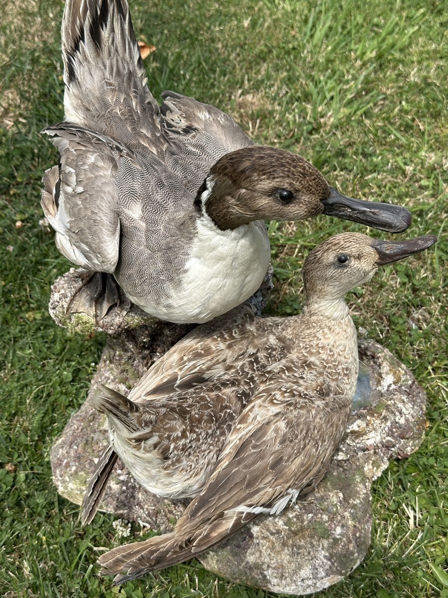 Monde des animaux: Präparate zwei Enten auf Stein – D'occasion à St.Moritz par marog90 2