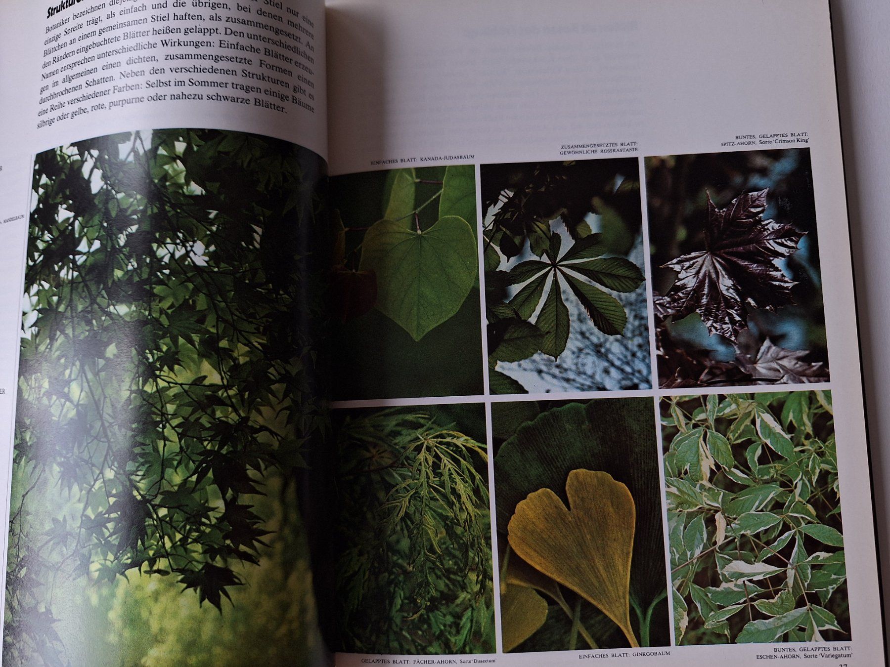 Livres: Bäume, Time-Life Handbuch der Gartenkunde – D'occasion à Zürich par t24_de 4