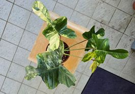 Philodendron Florida beauty X Florida beauty billiteae