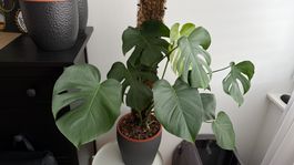 🌿 Monstera Deliciosa – inkl. Moosrankhilfe