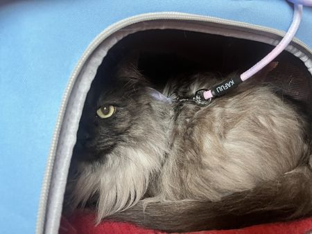 Zaino Trasportino Gatto/Cane Blu Pieghevole