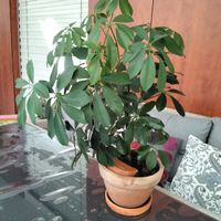 Zimmerpflanze Schefflera Topf guter Zustand