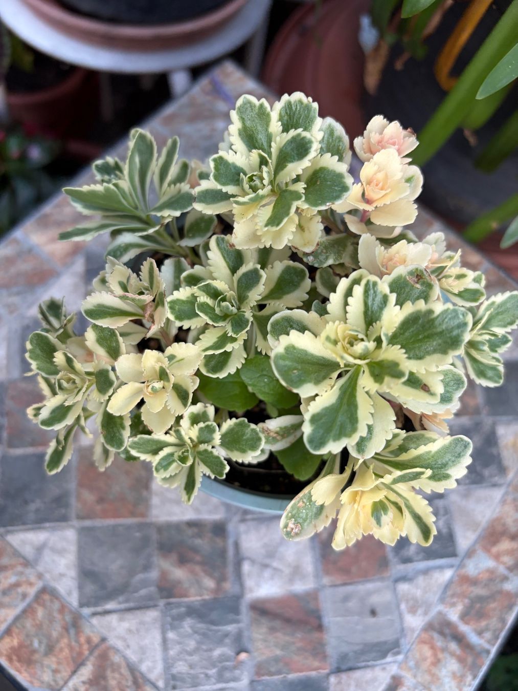 Piante & sementi: Fettblatt - Sedum takesimense "Atlantis" variegata – Nuovo (secondo la descrizione) da Winterthur venduto da Aniger 8