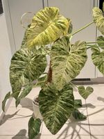 Philodendron Giganteum Variegata ‘Blizzard’