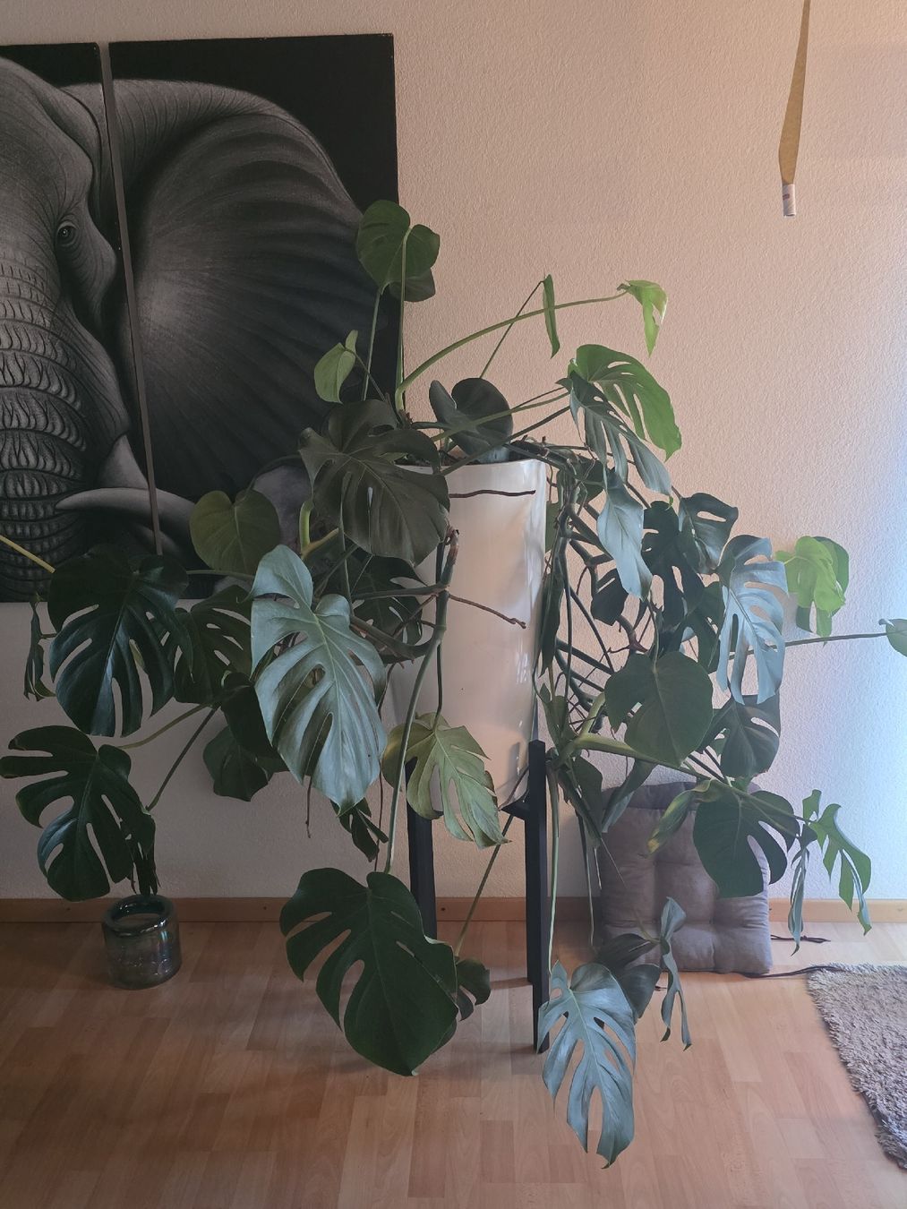 Piante & sementi: Monstera Deliciosa Zimmerpflanze gross – Usato da Birr venduto da oro2000 7