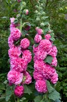 100 Samen Stockrose CHATER'S  ROSE