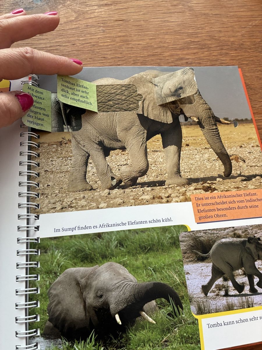 Libri: Kinderbuch Der kleine Elefant wird gross Ellermann – Usato da Wettingen venduto da ric_xm6x 5