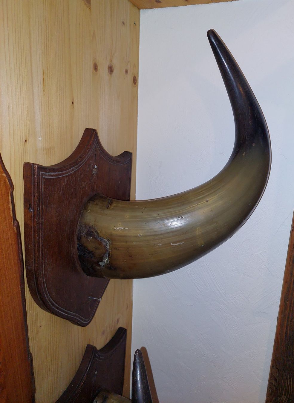 Altre raccolte & rarità: Bisonhörner Trophäen – Usato da Siblingen venduto da rantiques 2